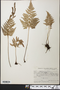 Anemia adiantifolia image