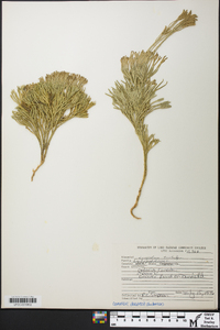 Diphasiastrum tristachyum image