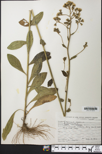 Hieracium scabrum image