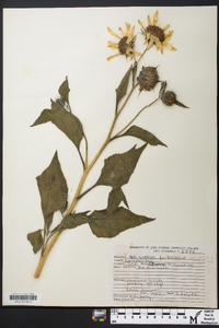 Helianthus tuberosus image