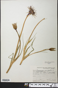 Tragopogon porrifolius image