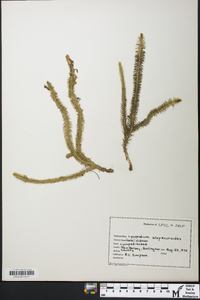 Lycopodiella alopecuroides image