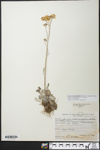 Packera antennariifolia image