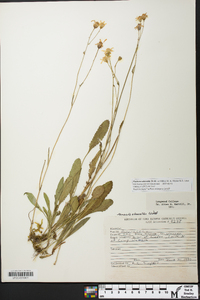 Packera obovata image