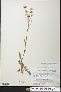 Packera obovata image