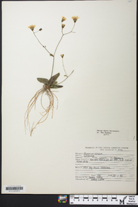 Hieracium venosum image