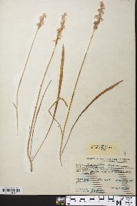 Spiranthes cernua image