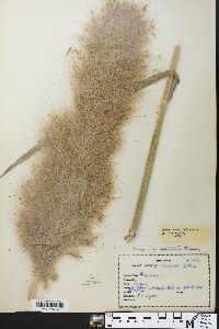 Phragmites australis image