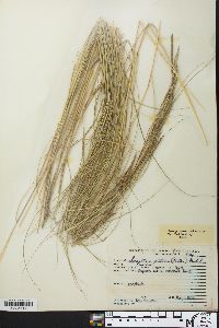 Spartina patens image