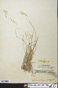 Poa autumnalis image