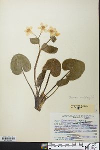 Caltha palustris image