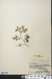 Rosa palustris image