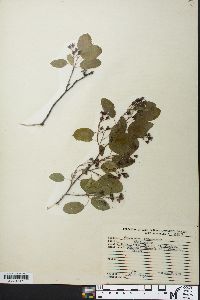 Amelanchier spicata image