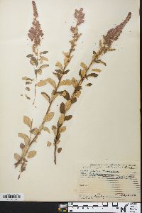 Spiraea tomentosa image