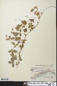 Rubus flagellaris image