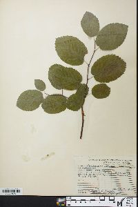 Amelanchier sanguinea image