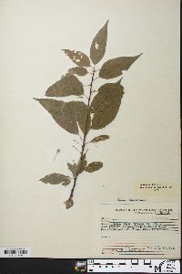 Prunus pensylvanica image