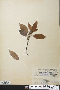 Prunus pensylvanica image