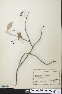 Aronia melanocarpa image