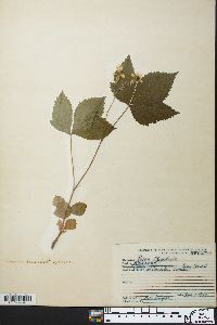 Rubus flagellaris image