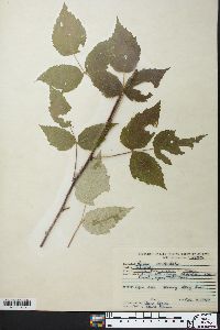 Rubus occidentalis image