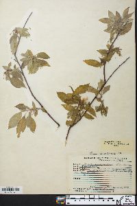 Prunus pensylvanica image