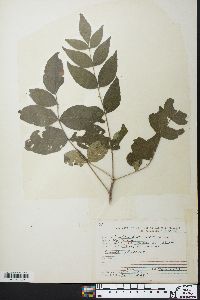 Zanthoxylum americanum image