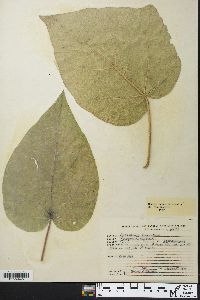 Paulownia tomentosa image