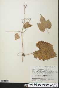 Vitis vulpina image