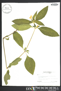 Ruellia caroliniensis image