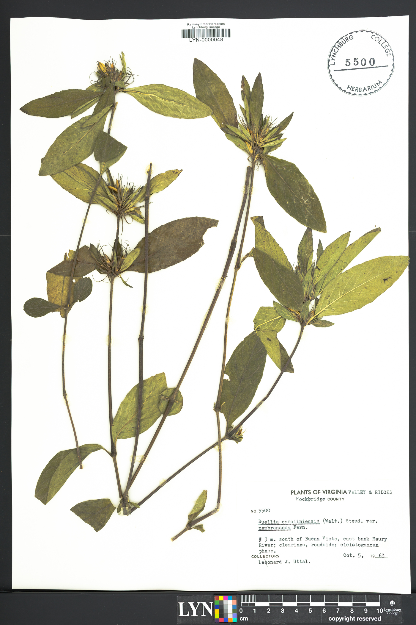 Ruellia caroliniensis var. membranacea image