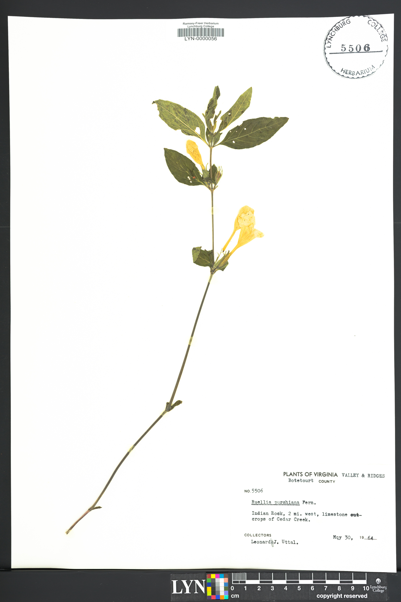 Ruellia purshiana image