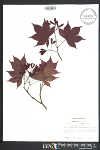 Acer japonicum image