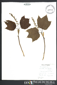 Acer pensylvanicum image