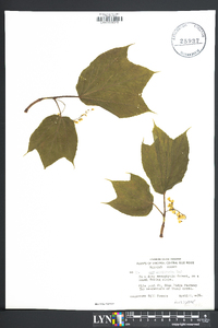 Acer pensylvanicum image