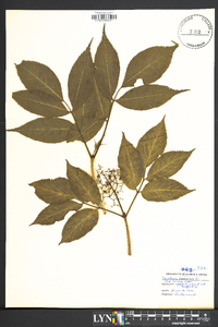 Sambucus racemosa subsp. racemosa image