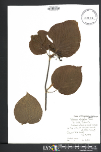 Viburnum lantanoides image