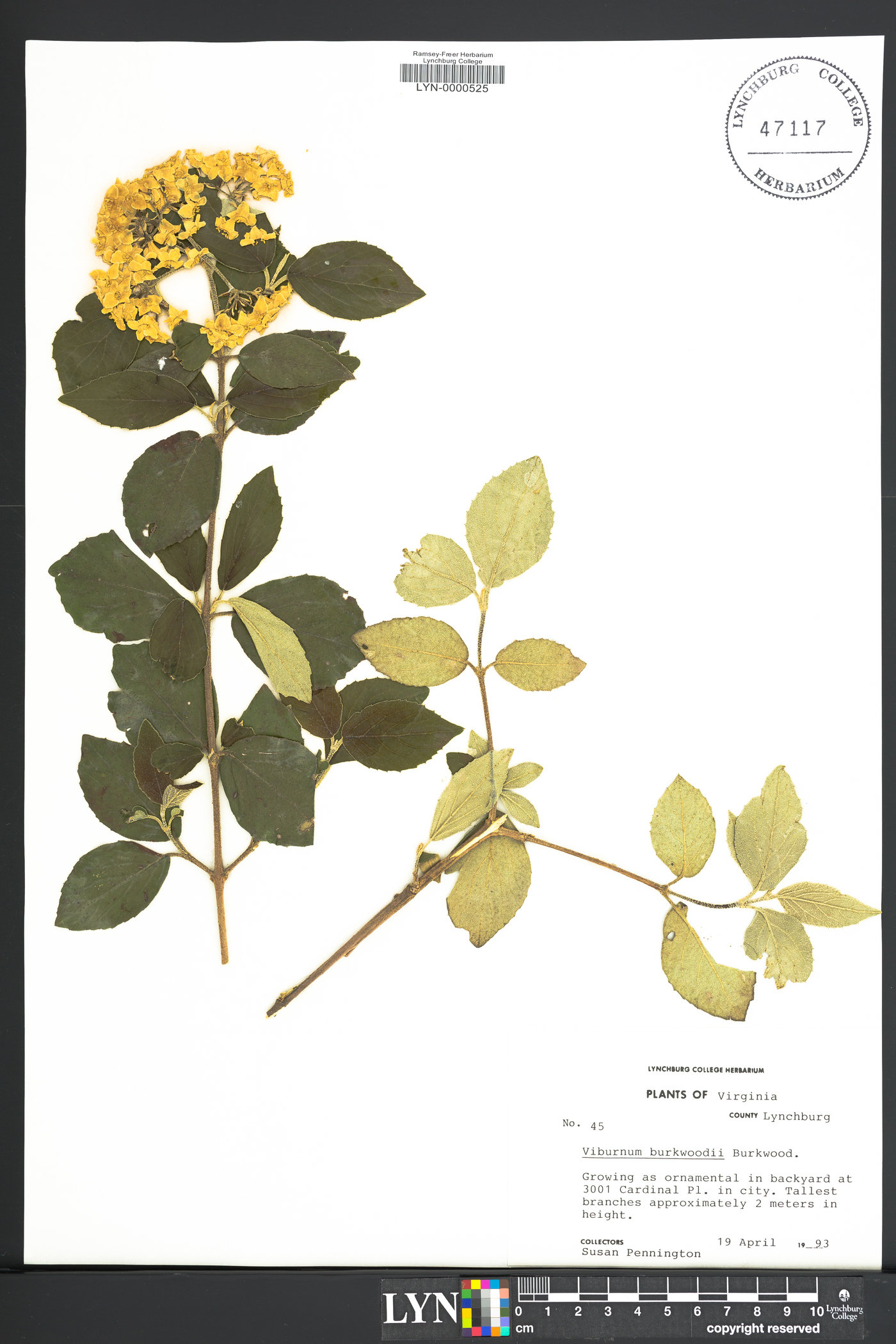 Viburnum burkwoodii image