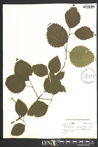 Viburnum dentatum var. lucidum image