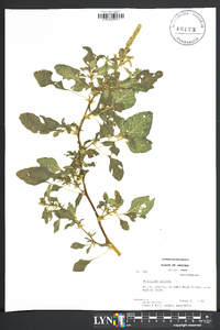 Amaranthus spinosus image