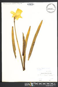 Narcissus pseudonarcissus image