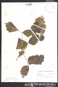 Toxicodendron pubescens image