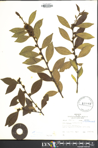 Ilex coriacea image