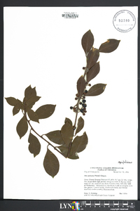 Ilex coriacea image