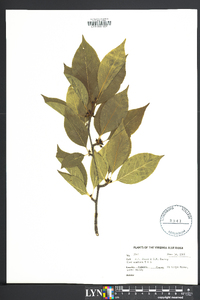 Ilex montana image