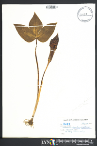 Arisaema atrorubens image