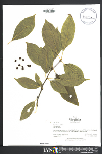 Ilex montana image