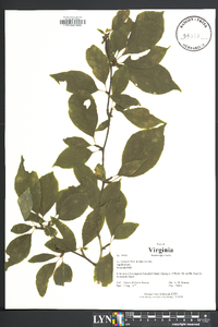 Ilex montana image