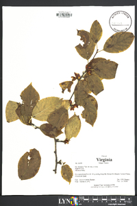 Ilex montana image