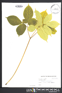 Aralia nudicaulis image